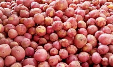 Farmers in Rajshahi in a predicament over potatoes