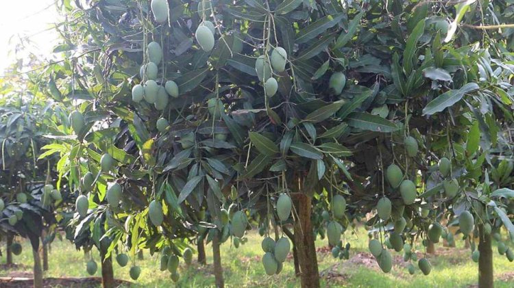 According to the schedule fixed by the Naogaon district administration, mango collection in the orchards of 11 upazilas started today