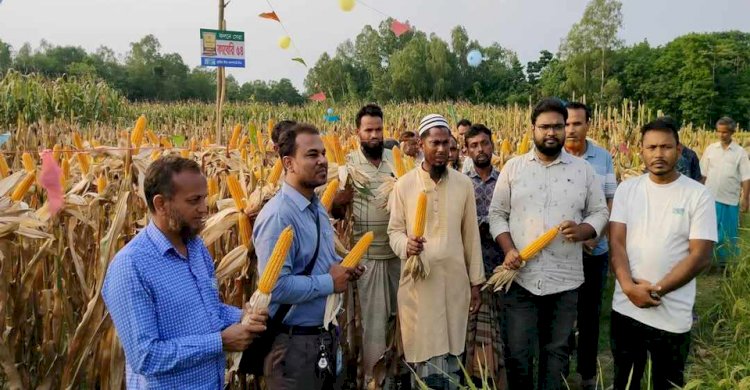 Farmer Field Day for Corn Variety Kaberi 54 Held in Dariapur, Mandā, Naogaon