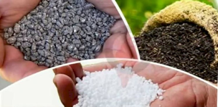 In various upazilas of Naogaon district, there is no shortage of fertilizer for Rabi crop cultivation in the current season, according to the Agriculture Department.