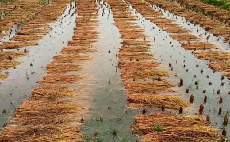 Due to adverse weather in Thakurgaon, farmers have suffered extensive damage.