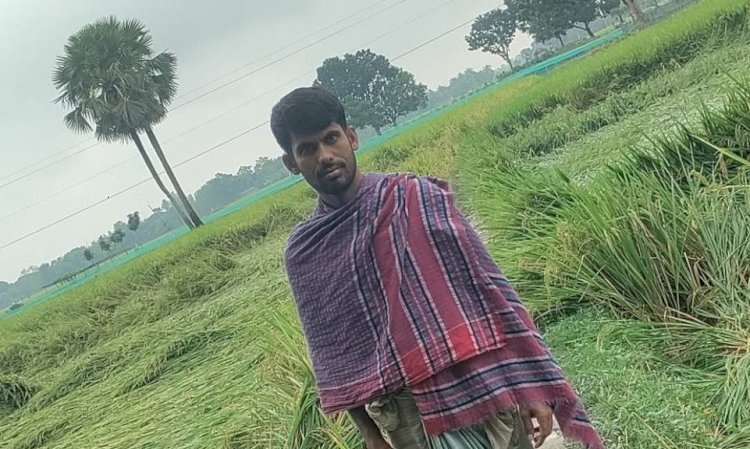 Potato, Chili, Vegetables, and Semi-ripe Paddy Damaged by Rain in the Second Week of Kartik in Naogaon! Farmers in Distress.