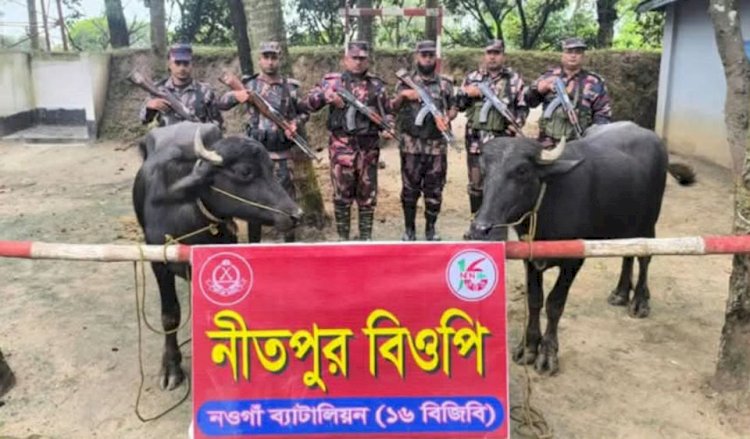 BGB seizes ownerless Indian buffaloes worth 3 lakh taka in special operation at Naogaon's Porsha Nitpur border
